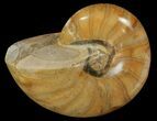 Polished Nautilus Fossil - Madagascar #67911-1